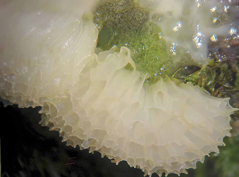 Ceratiomyxa